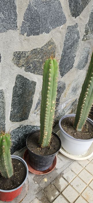 Кактуси Сан Педро /Т. Peruvianus/