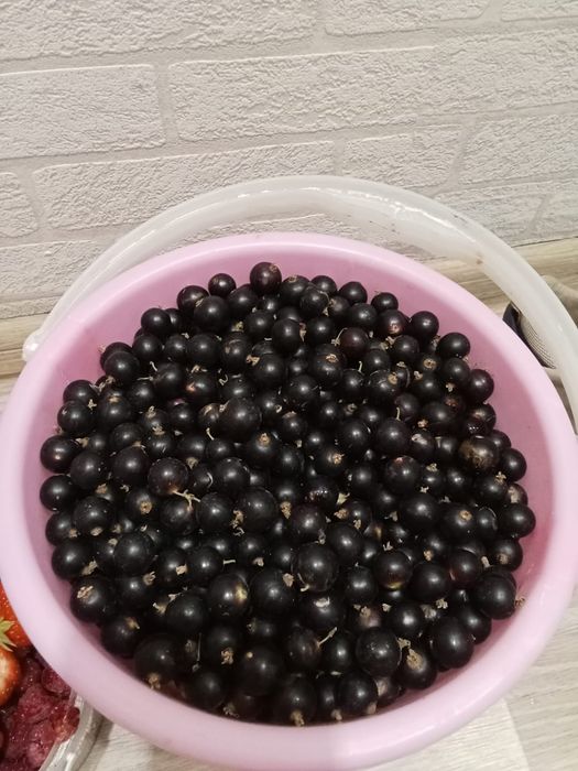 Продам дачную черную смородину вкусная крупная 1 л 1200 тг