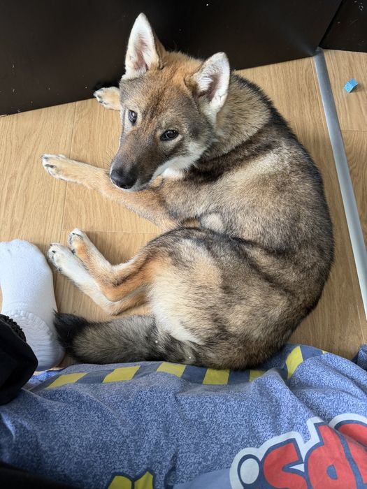 Шикоку ину Shikoku inu