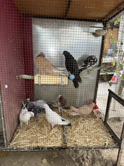 8 ta kabutar bor hammasni oganga 200 minga bervoraman