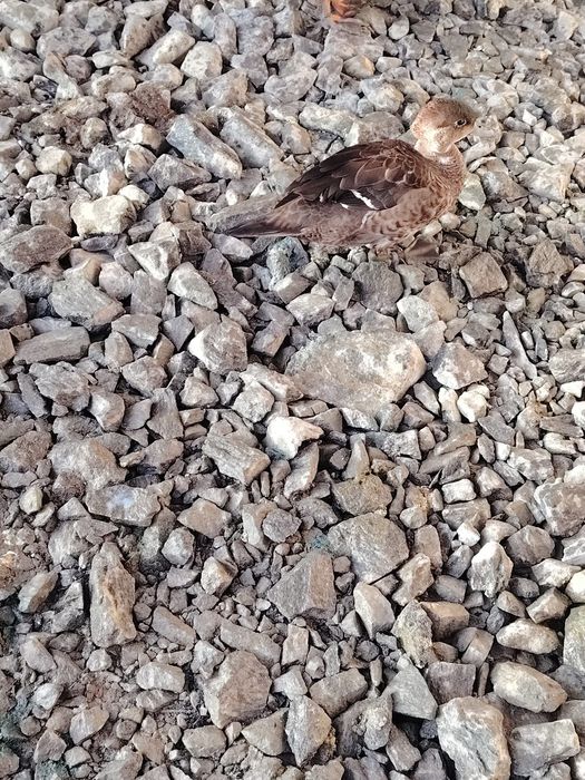 Vind Rate mandarine o pereche de îndiene un gascan de pomenaria