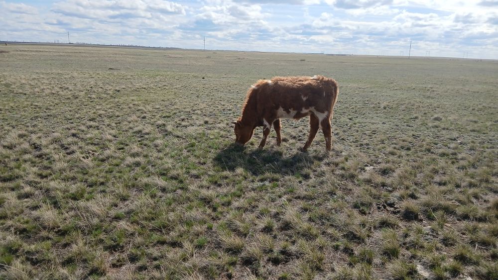 Продам бычков 12 голов