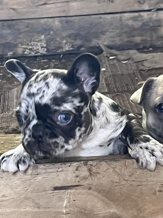 Эксклюзивные французики