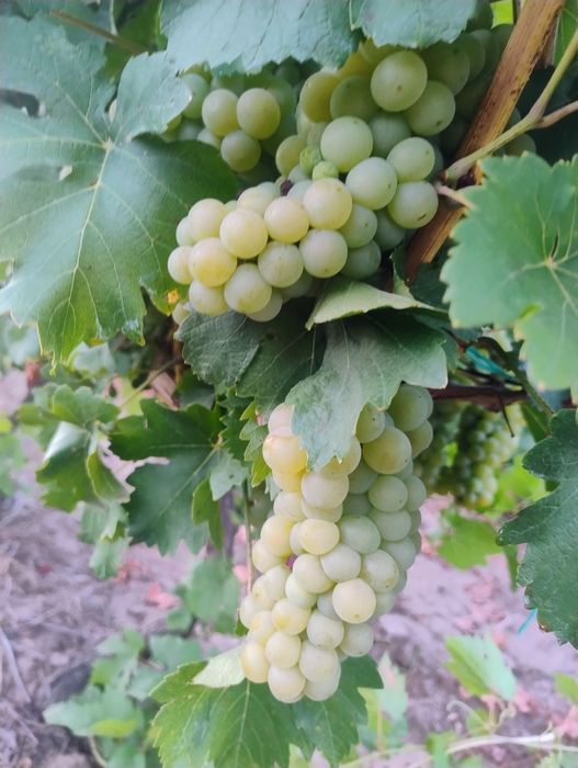 Struguri de vin  albi și rosii