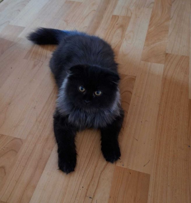 Отдадим кошечку в хорошие руки!