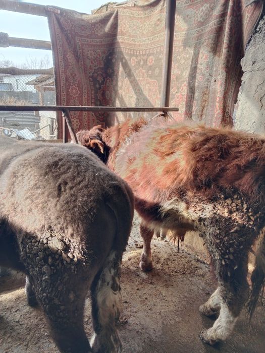 Продам 5 быков и телочку