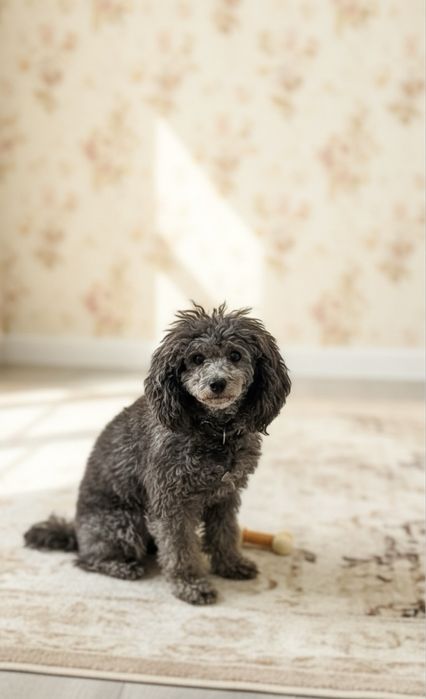 Серебристый пудель вязка