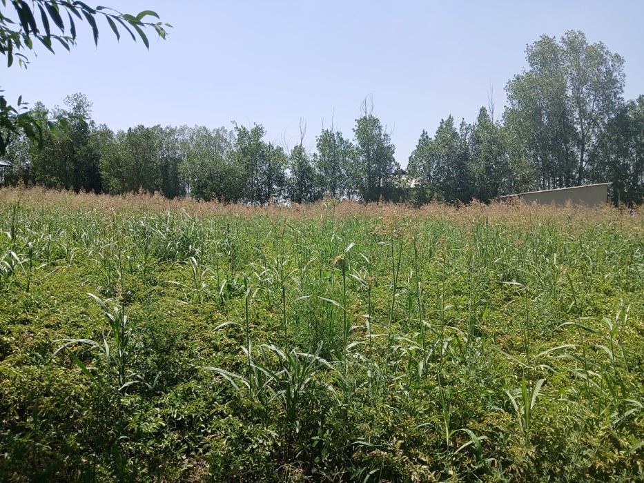 Yer sotiladi  srochniy