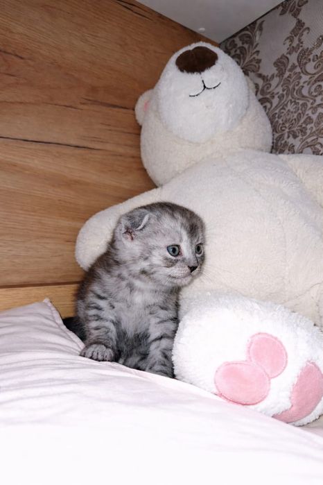 Продам шотландского  котенка мальчик