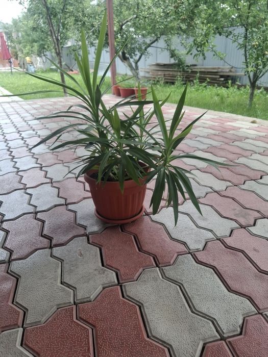 Продам комнатный цветок