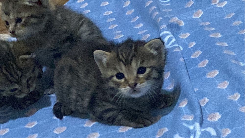 Котята 1 месяц.