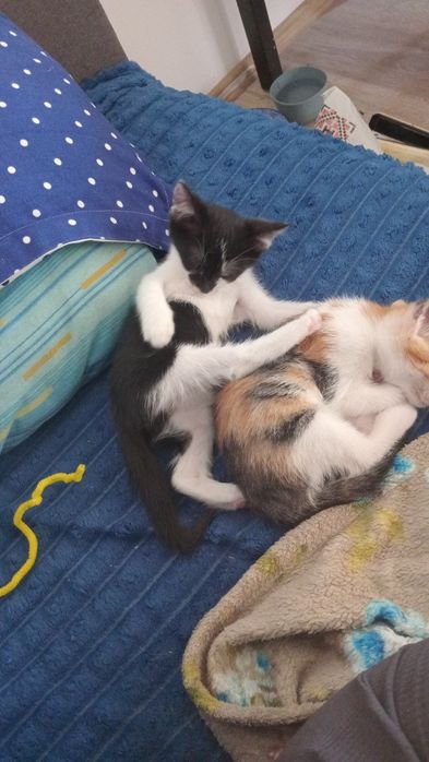 pisicute de donat urgent!