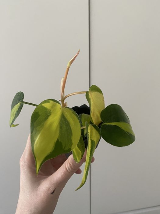 Бразил биазил лиана