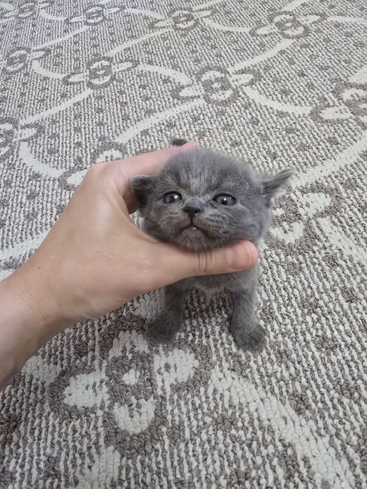 Срочно продаются котята