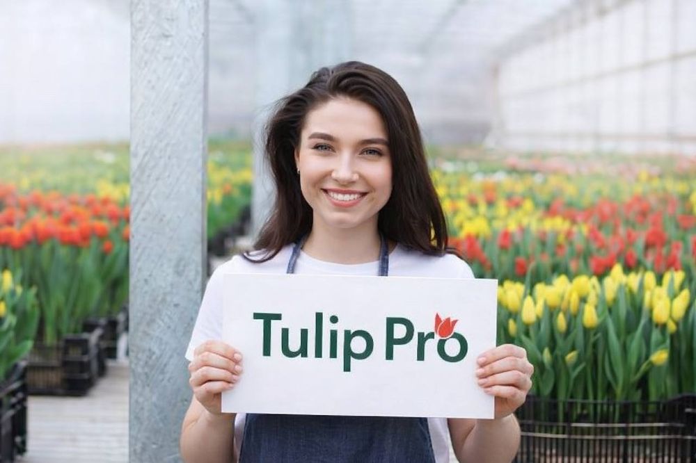 Тюльпаны оптом по лучшим ценам