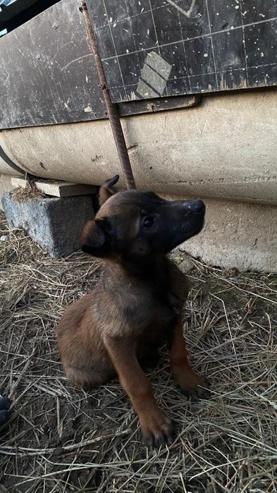 Белгиская окарачка