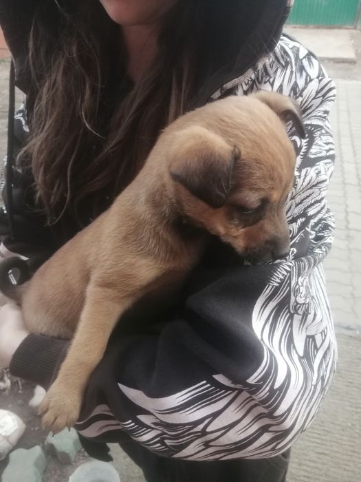 Отдам щенка девочку "звоночка" в добрые руки