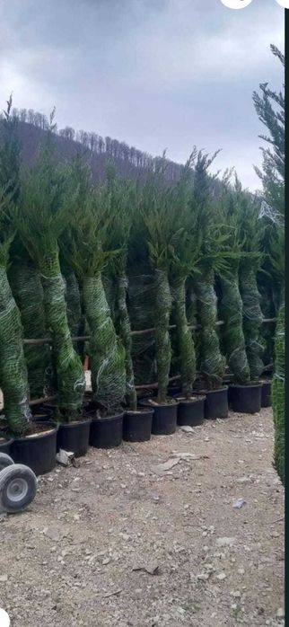 Plante ornamentala leilandi de toamna