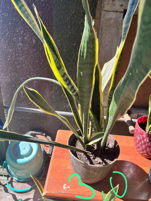 Домашние  растения.  Сансеверия