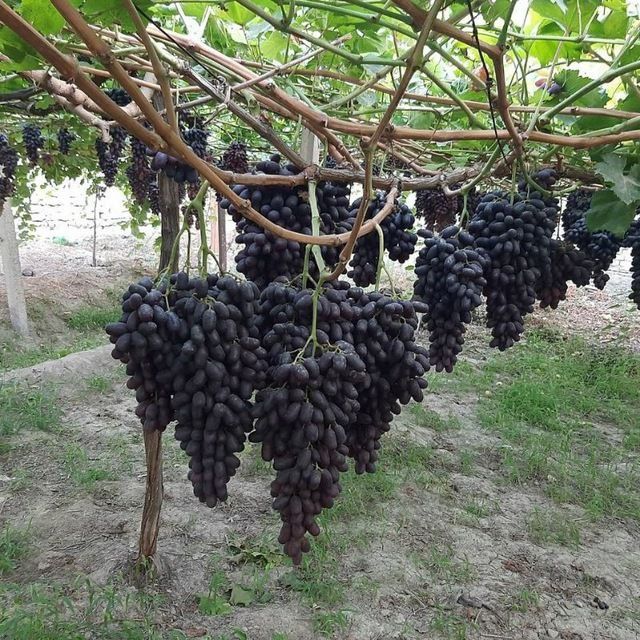 21 sutx hovli sotiladi