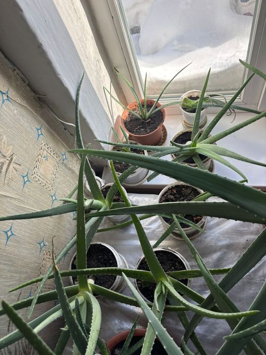 Алоэ       продам