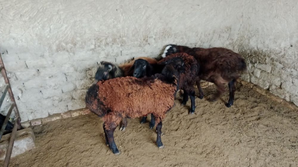 Navoiy Qo'chqorlar sotiladi. Suyib ham beriladi.