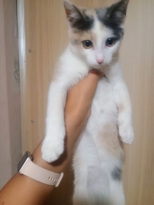 Отдам в добрые руки котенка ( подростка)