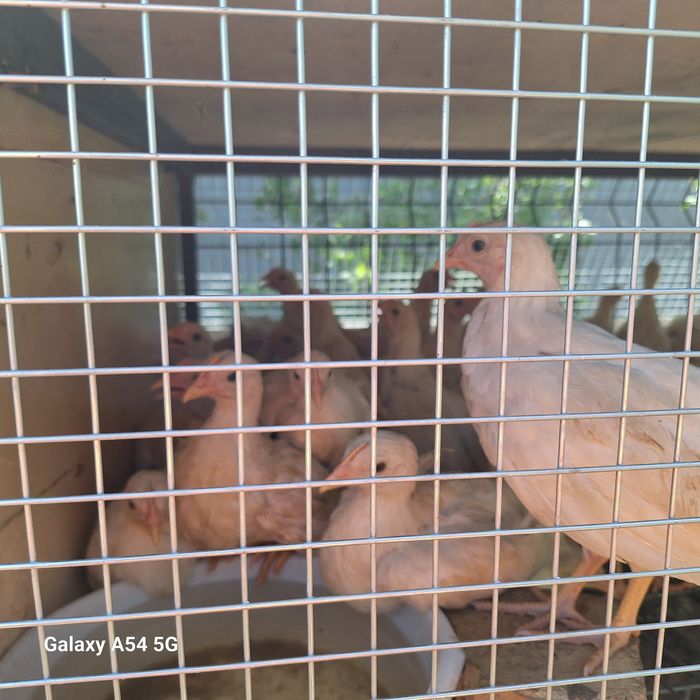 Xanlayn jojalar sotiladi xoroz va tovuq jojalari 40 kunlik .