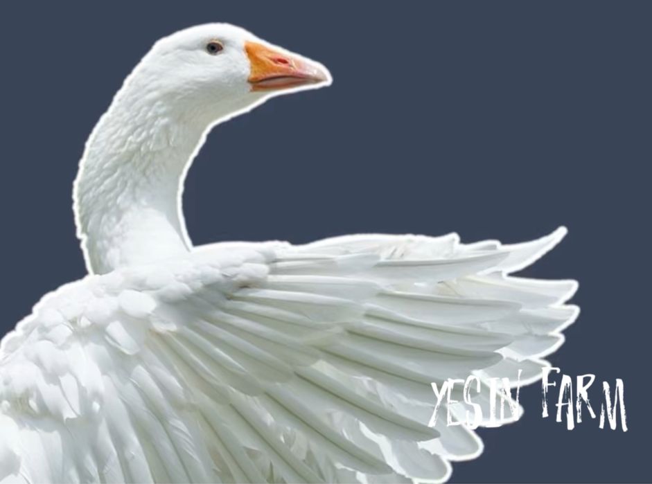 Гусиные инкубационные яйца Линда с отличной выводимостью