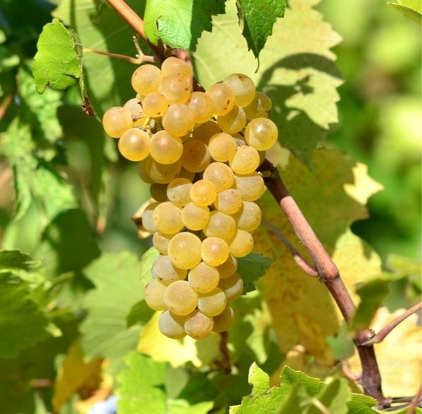 „Începând cu data de 05.09.2026 începem culesul și livrarea strugurilor de vin direct din viile noastre.”