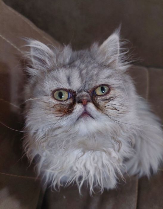 Barsik laqabli mushuk sotiladi