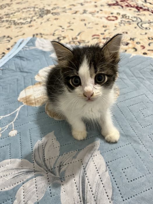 Две девочки-котёнка, 1,5 месяца.