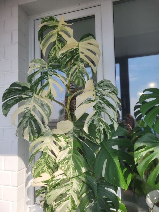 Монстера альба вариегантная