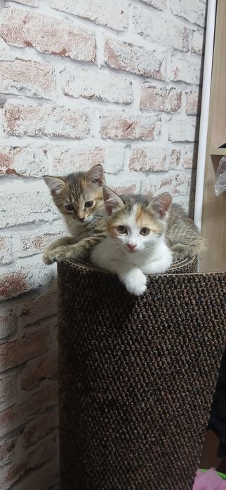 Продам котят, 1.5 месяца