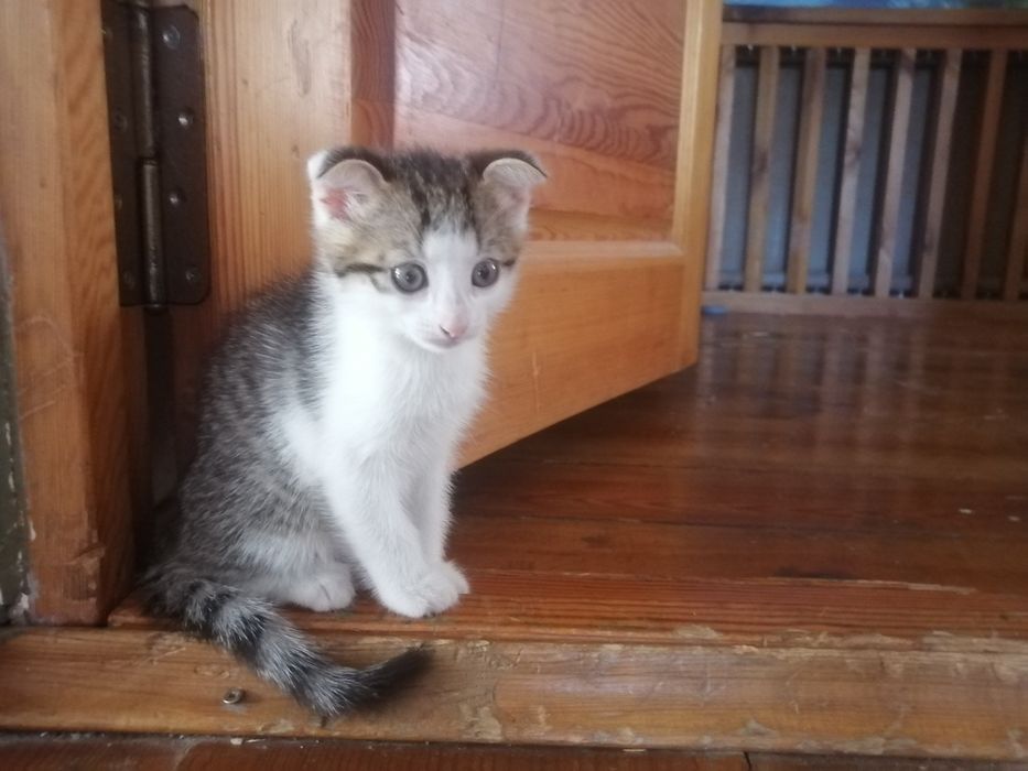 Отдам котят в добрые руки