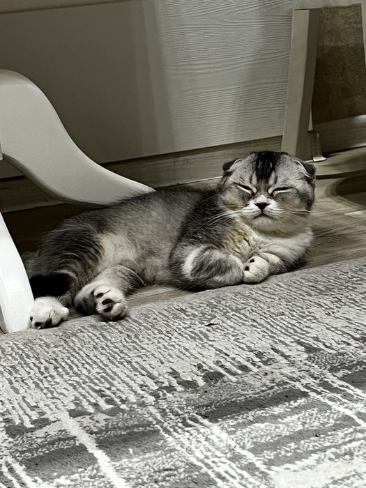 СКОТИШ ФОЛД! Мальчик ! Низкая цена