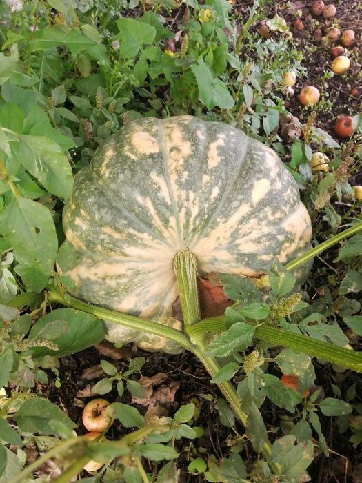 Продается дача в живописном месте