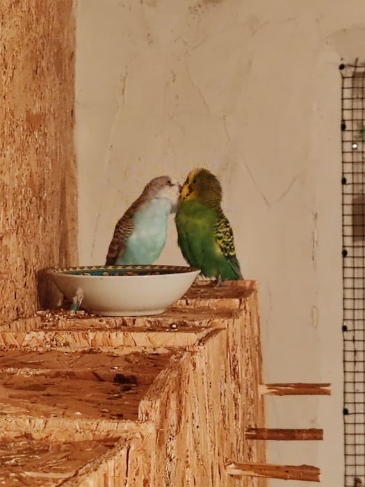 Perusi, papagali mici, se vinde.
