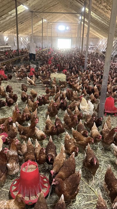 Куры несушки ломан браун занеслись