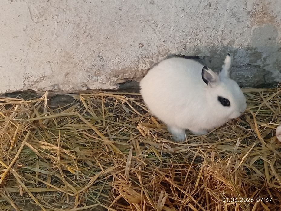 Карликовый куёнла доставка билан