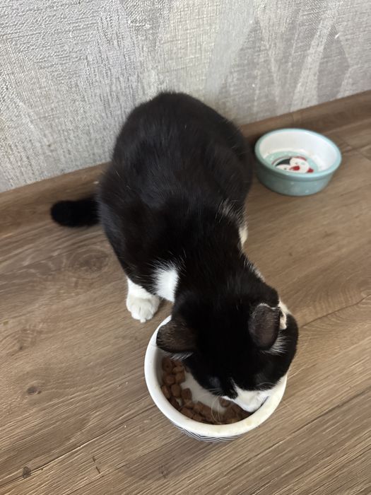 Кошка 6 месяц отдам даром