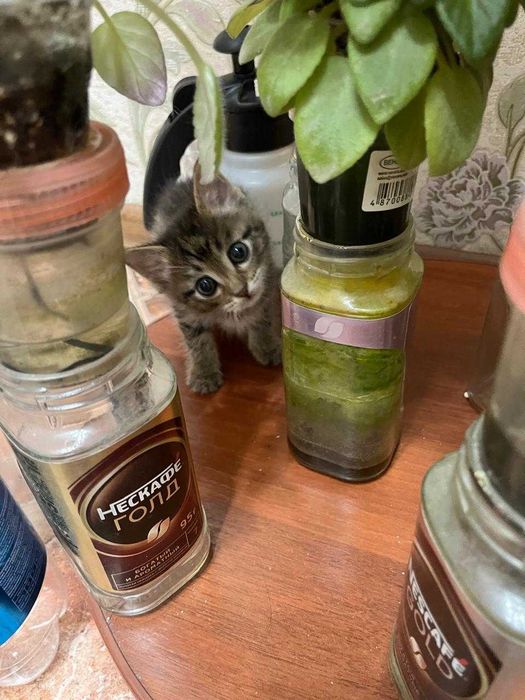 Котёнок ищет дом