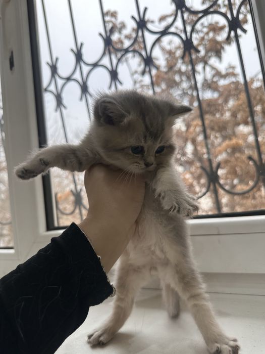 Бритиш страйт котята,мальчик и девочка.