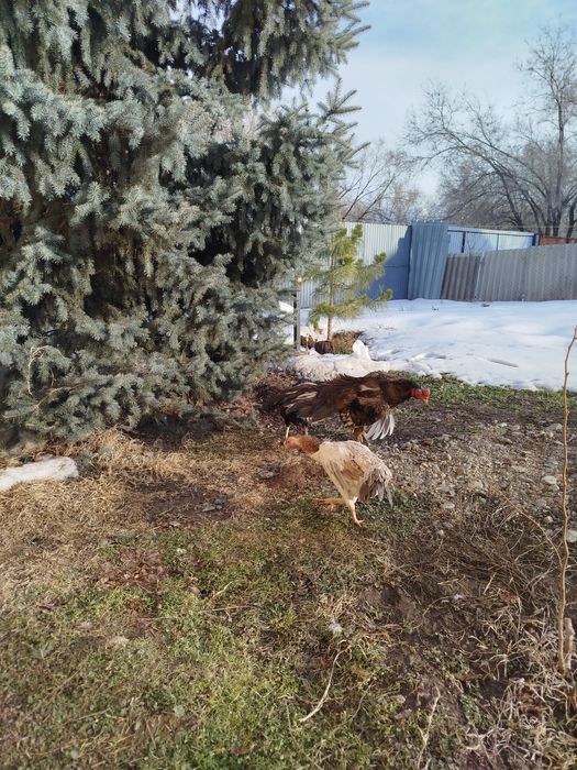 Инкубационные яйца Дакан