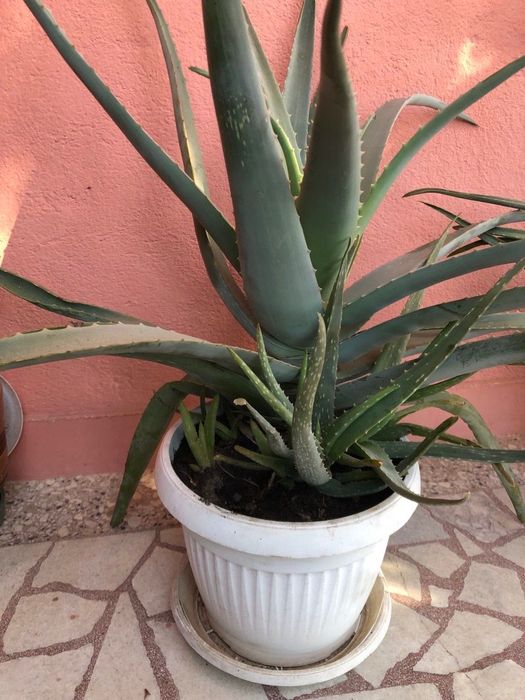 Алое Вера Растения