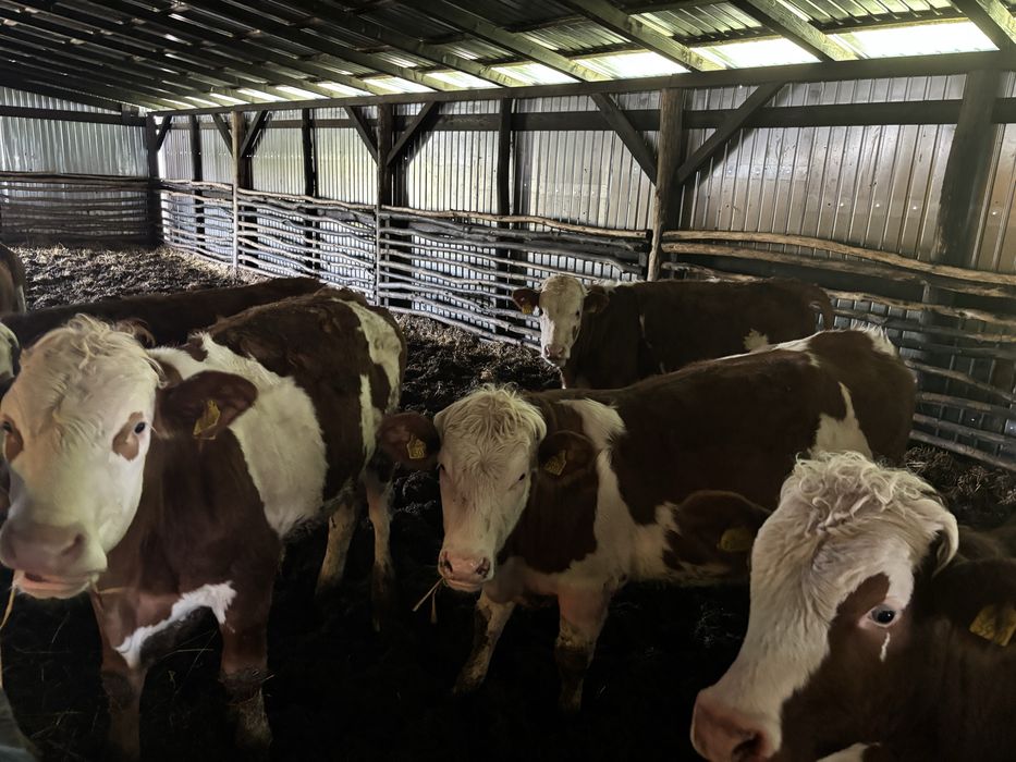 Vand 10 juninci si 1 taur