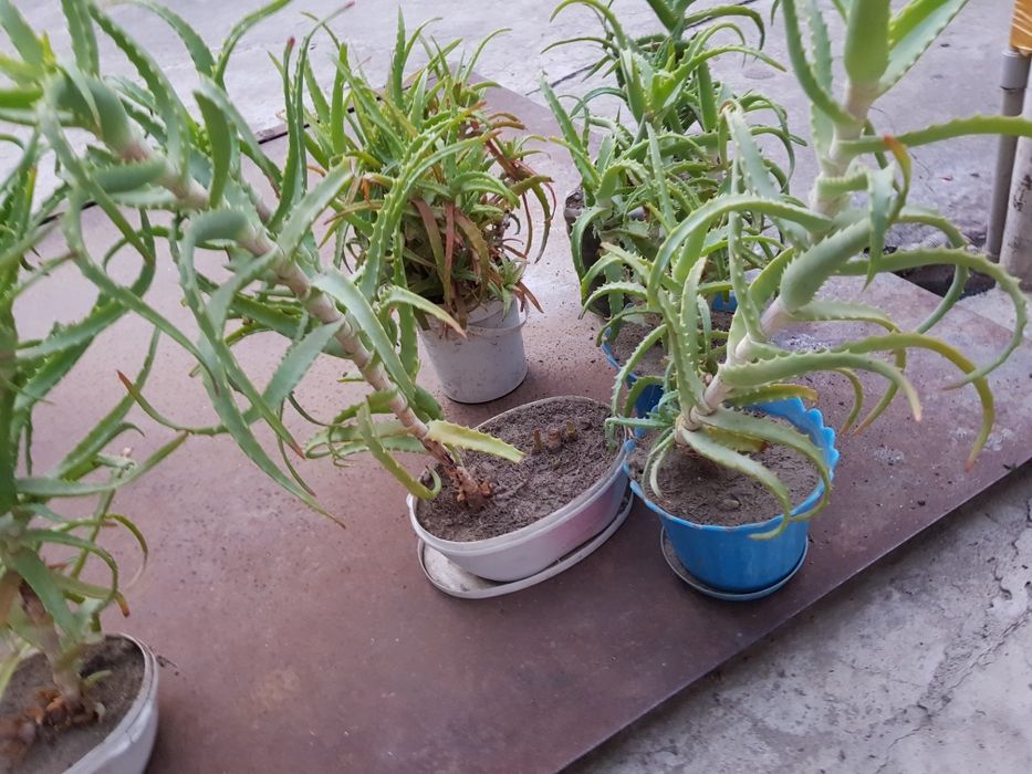 Продам лечебное алоэ древовидное