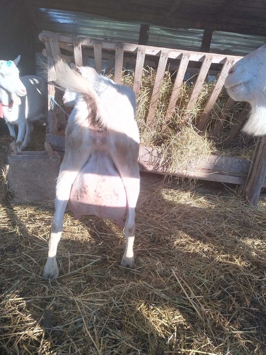 Tapi si iedute de vanzare