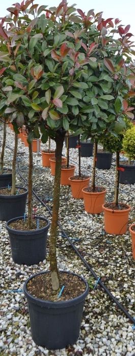 Photinia Globulară Red Rubin la ghiveci