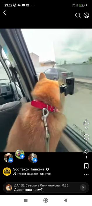 Зоотакси Ташкент 24/7